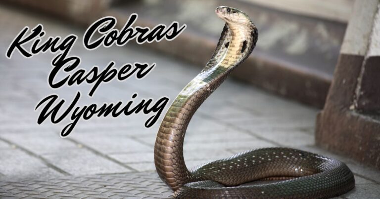 King Cobras Casper Wyoming